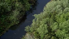 5K aerial stock footage of flying by an alligator in a river, Florida Everglades, Florida Aerial Stock Footage | AX0030_023