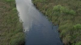 5K aerial stock footage of following a river, revealing an alligator in the water, Florida Everglades, Florida Aerial Stock Footage | AX0030_100
