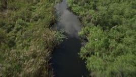 5K aerial stock footage of approaching birds flying over river, Florida Everglades, Florida Aerial Stock Footage | AX0030_113
