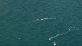 5K aerial stock footage of kite surfers by Delray Beach, Florida Aerial Stock Footage | AX0032_043