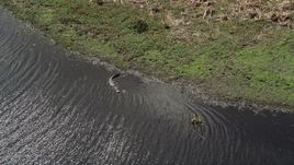 5K aerial stock footage of an alligator in the river, Cocoa, Florida Aerial Stock Footage | AX0034_040