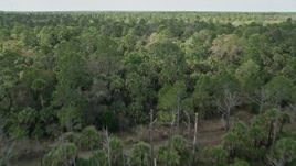 5K aerial stock footage of flying low over forest, tilt to wider view of forest, Cocoa, Florida Aerial Stock Footage | AX0034_054