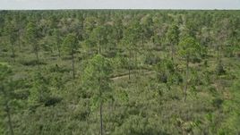 5K aerial stock footage fly low over forest trees in Cocoa, Florida Aerial Stock Footage | AX0034_055E