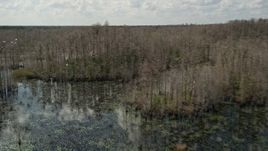 5K aerial stock footage of flying over swamp revealing a flock of birds, Orlando, Florida Aerial Stock Footage | AX0035_046