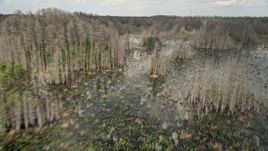 5K aerial stock footage fly low over bare trees and swampland, Orlando. Florida Aerial Stock Footage | AX0035_076E