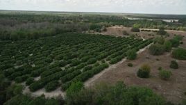 5K aerial stock footage of approaching and flying by an orchard, Orlando, Florida Aerial Stock Footage | AX0035_082