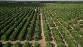 5K aerial stock footage of flying over rows of trees at an orchard in Clermont, Florida Aerial Stock Footage | AX0035_092