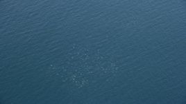 7.6K aerial stock footage orbiting a dolphin pod, Southern California Aerial Stock Footage | AX0159_237