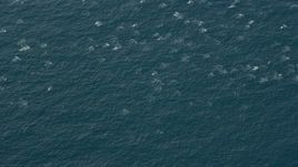 7.6K aerial stock footage orbiting a dolphin pod in open water while breaching, Southern California Aerial Stock Footage | AX0159_239