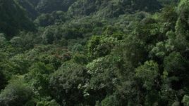 4.8K aerial stock footage Flying through dense jungle, Karst Forest, Puerto Rico Aerial Stock Footage | AX101_056