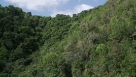 4.8K aerial stock footage of Lush dense trees, Karst Forest, Puerto Rico Aerial Stock Footage | AX101_059