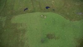 5.5K aerial stock footage of bird's eye a grazing sheep and grassland, Cumbernauld, Scotland Aerial Stock Footage | AX109_002