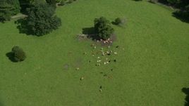 5.5K aerial stock footage fly over cattle on a farm, Doune, Scotland Aerial Stock Footage | AX109_088