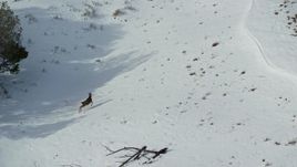 5.5K aerial stock footage of tracking mule deer on snowy Antelope Island in winter, Utah Aerial Stock Footage | AX125_043