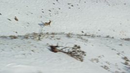 5.5K aerial stock footage of tracking mule deer racing across snow on Antelope Island, Utah Aerial Stock Footage | AX125_046