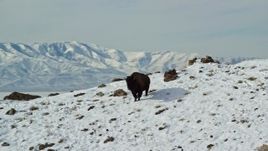 5.5K aerial stock footage approach and track lone bison on a snowy slope in winter on Antelope Island, Utah Aerial Stock Footage | AX125_053E