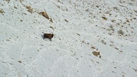 5.5K aerial stock footage track a bison running down a snowy slope in winter in Antelope Island, Utah Aerial Stock Footage | AX125_056