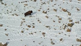 5.5K aerial stock footage of bison following tracks in the winter snow in Antelope Island, Utah Aerial Stock Footage | AX125_057