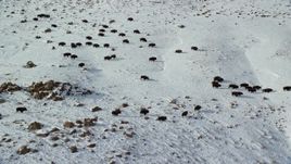 5.5K aerial stock footage of tracking a herd of bison on snowy Antelope Island, Utah Aerial Stock Footage | AX125_058