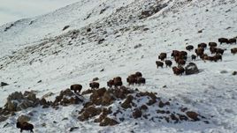 5.5K aerial stock footage of a herd of bison running across snow on Antelope Island, Utah Aerial Stock Footage | AX125_059