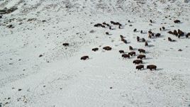 5.5K aerial stock footage orbit bison racing across snow on Antelope Island, Utah Aerial Stock Footage | AX125_060