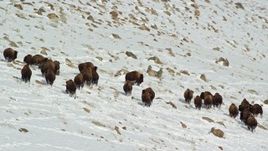 5.5K aerial stock footage of a bison herd moving through snow on Antelope Island, Utah Aerial Stock Footage | AX125_061E