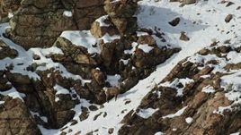 5.5K aerial stock footage circle lone bighorn sheep on a snowy mountain slope on Antelope Island, Utah Aerial Stock Footage | AX125_071