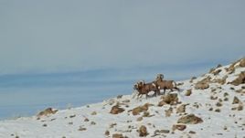 5.5K aerial stock footage of tracking bighorn sheep running across a snowy mountain on Antelope Island, Utah Aerial Stock Footage | AX125_072