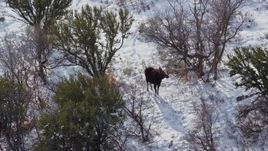 5.5K aerial stock footage a slow orbit of a moose standing in winter snow, Wasatch Range, Utah Aerial Stock Footage | AX126_193