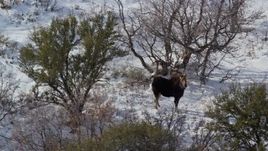 5.5K aerial stock footage of orbiting a solitary moose standing in winter snow, Wasatch Range, Utah Aerial Stock Footage | AX126_194