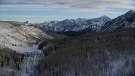 5.5K aerial stock footage fly over evergreen forest and approach leafless trees with winter snow, Wasatch Range, Utah Aerial Stock Footage | AX126_288E