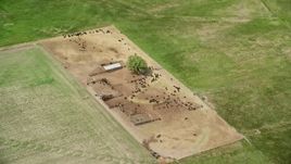 5.5K aerial stock footage approach cows and tilt to bird's eye view, Ephraim, Utah Aerial Stock Footage | AX130_142