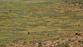5.5K aerial stock footage of circling grazing horses in a desert valley, Monument Valley, Utah, Arizona Aerial Stock Footage | AX135_096E