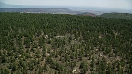 5.5K aerial stock footage of flying over forest, tilt to the trees, Manti-La Sal National Forest, Utah Aerial Stock Footage | AX136_137