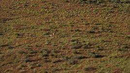 5.5K aerial stock footage of tracking pronghorn running through the desert near Moab, Utah Aerial Stock Footage | AX138_217E
