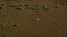 5.5K aerial stock footage track a pronghorn racing away near Moab, Utah Aerial Stock Footage | AX138_224