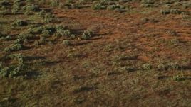 5.5K aerial stock footage track a coyote running through desert near Moab, Utah Aerial Stock Footage | AX138_225