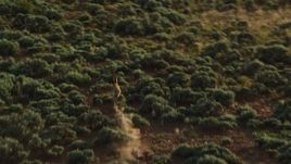5.5K aerial stock footage of tracking a lone pronghorn running through the desert near Moab, Utah Aerial Stock Footage | AX138_231