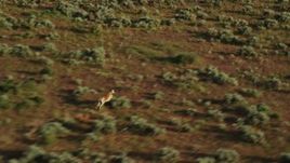5.5K aerial stock footage track lone pronghorn racing through desert near Moab, Utah Aerial Stock Footage | AX138_232