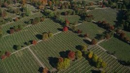 6K aerial stock footage flying over New Calvary Cemetery in autumn, Roslindale, Massachusetts Aerial Stock Footage | AX147_001