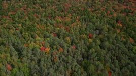 6K aerial stock footage of a bird's eye view over colorful forest, reveal rural homes, Chebeague Island, Maine Aerial Stock Footage | AX147_370