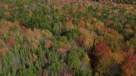 6k aerial stock footage flying over a colorful forest landscape, autumn, Cushing, Maine Aerial Stock Footage | AX148_046
