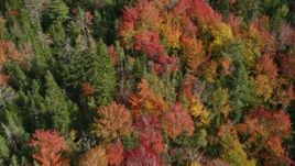 6K aerial stock footage of a bird's eye view flying over a colorful forest in autumn, Cushing, Maine Aerial Stock Footage | AX148_049E