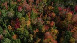 6k aerial stock footage of a bird's eye view flying over a colorful forest, autumn, Cushing, Maine Aerial Stock Footage | AX148_050