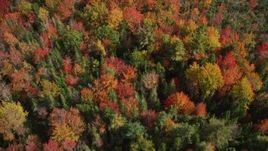 6K aerial stock footage of a bird's eye view flying over a colorful forest, autumn, Cushing, Maine Aerial Stock Footage | AX148_051