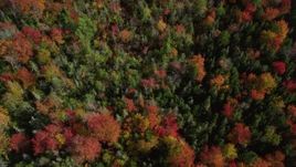6k aerial stock footage of a bird's eye view flying over a colorful forest in autumn, Cushing, Maine Aerial Stock Footage | AX148_052