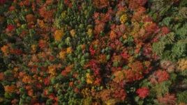 6K aerial stock footage of a bird's eye view flying over colorful trees in autumn, Cushing, Maine Aerial Stock Footage | AX148_055E
