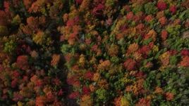 6k aerial stock footage of a bird's eye view flying over a colorful forest, autumn, Cushing, Maine Aerial Stock Footage | AX148_058