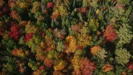 6K aerial stock footage of a bird's eye view flying over a colorful forest, autumn, Cushing, Maine Aerial Stock Footage | AX148_058E