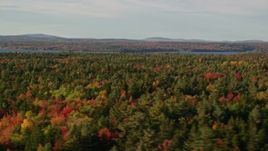 5.5K aerial stock footage flying over forest with evergreen trees and fall foliage, Trenton, Maine Aerial Stock Footage | AX149_003